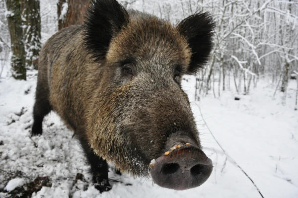 Āfrikas cūku mēris pagājušajā nedēļā konstatēts 30 mežacūkām