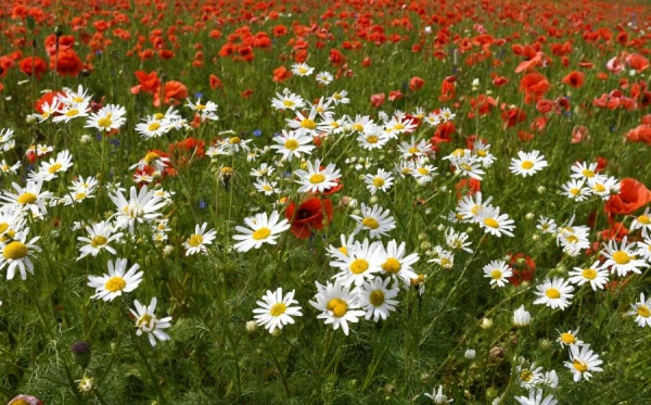 Meklēs risinājumus kompensāciju palielināšanai iedzīvotājiem, kuru īpašumus iekļauj aizsargājamo biotopu sarakstā