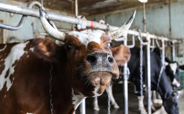 Svaigpiena iepirkuma cena novembrī Latvijā samazinājusies par 2%