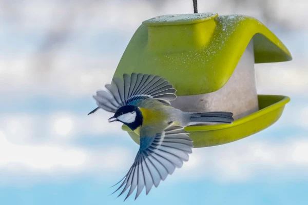 Aicina stundu skaitīt ziemojošos putnus pie barotavām