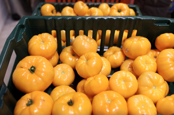 «Getliņi eko» izsolīs tomātu un gurķu ražu