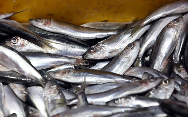 Sākas pieteikšanās atbalstam pievienotās vērtības radīšanai zvejas produktiem