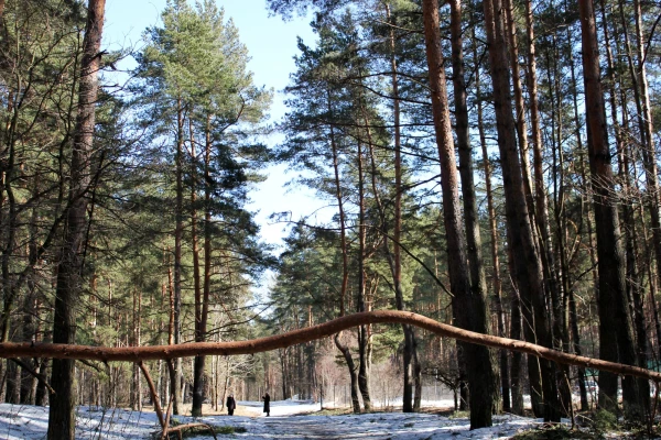 LVM piedāvā papildu tehnoloģisko koksni piegādēm februārī un martā