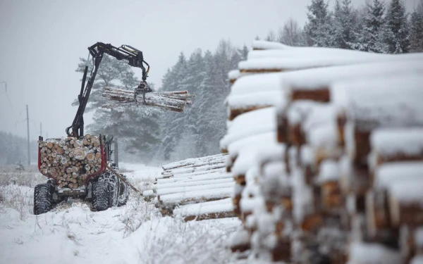 Asociācija: Mērens sals uzlabo mežizstrādes iespējas, bet cenu kritums pagaidām nav gaidāms