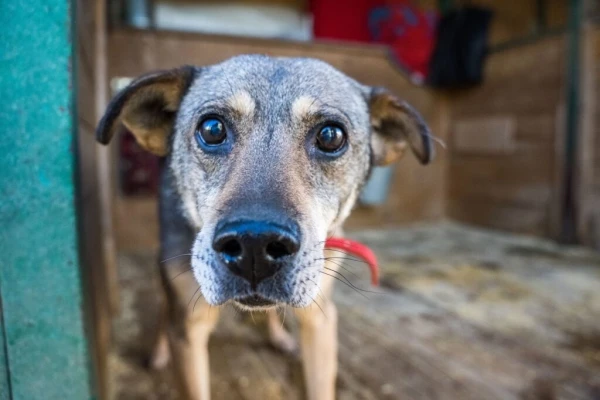 Labdarības fonds rosina pilnībā aizliegt veselu, dzīvotspējīgu dzīvnieku nonāvēšanu