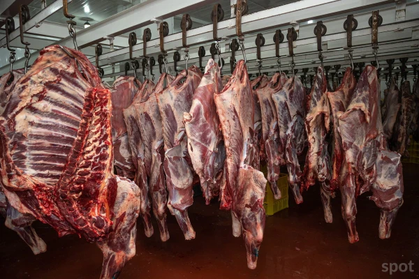 Gaļas liellopu audzētāji: Bez skaidriem kontroles mehānismiem «Mercosur» nolīguma ratifikācija ir priekšlaicīga