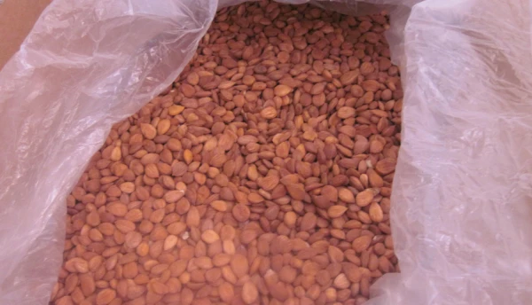 PVD robežkontrolē Afganistānas izcelsmes aprikožu kodolos konstatējis cianīdu