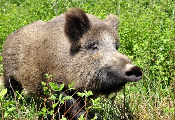 Āfrikas cūku mēris pagājušajā nedēļā konstatēts 29 mežacūkām