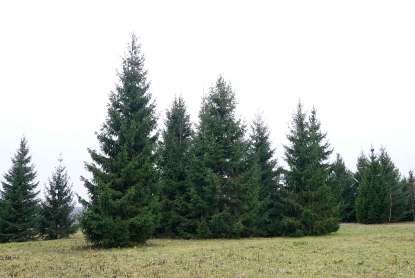 Ziemassvētku brīvdienas varētu sākties ar kailsalu