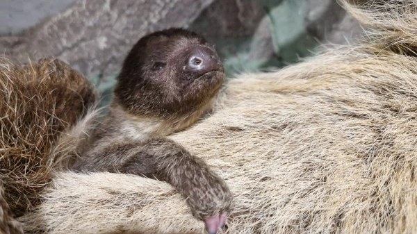 Rīgas zoodārzā pirmo reizi dzimis sliņķu mazulis