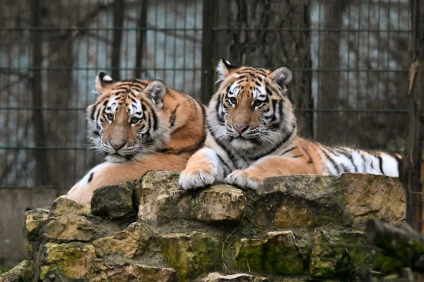 Rīgas zooloģiskā dārza jaunā tīģerītes Safīra un Auguste nosvinējušas pirmo dzimšanas dienu