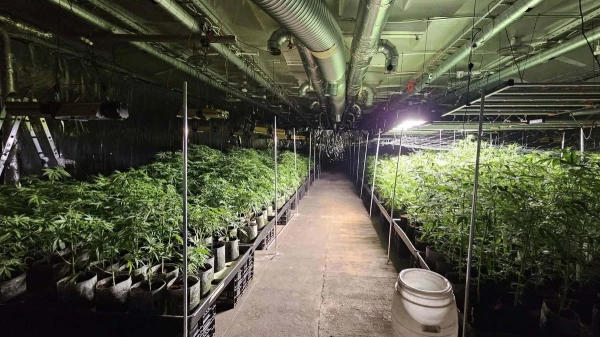 Talsu novadā 10 gados atklātas piecas marihuānas audzētavas