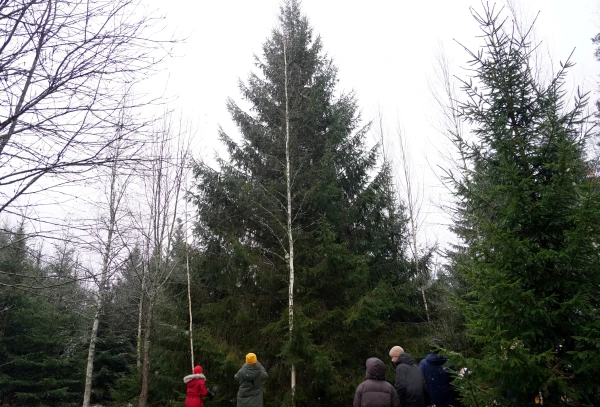 Sestdien Rīgā iedegs galveno Ziemassvētku egli