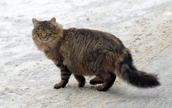 Pirmdien austrumu un centrālajos rajonos gaidāms sniegs