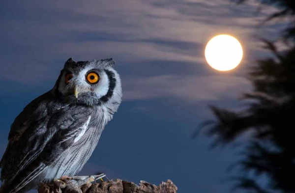 Līgatnes dabas takās nakts pārgājienos varēs iepazīt dzīvnieku dzīvi tumsā