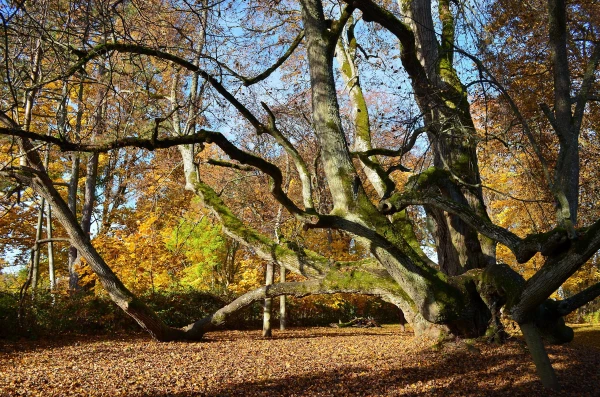 Par Eiropas Gada koku Latvijā šogad izraudzīta Elku liepa Valdemārpilī