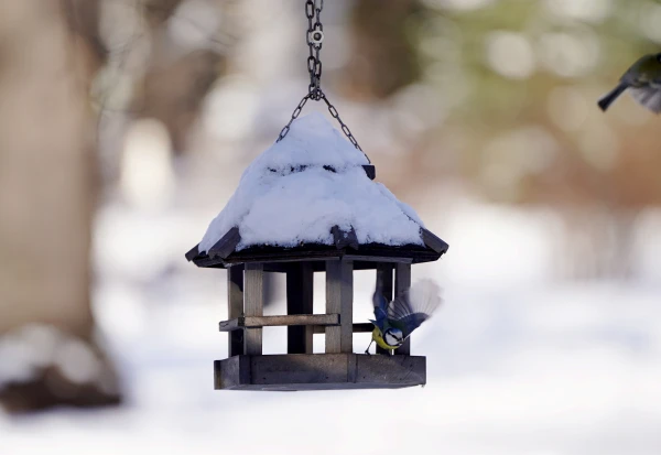 Naktī gaidāms neliels sniegs