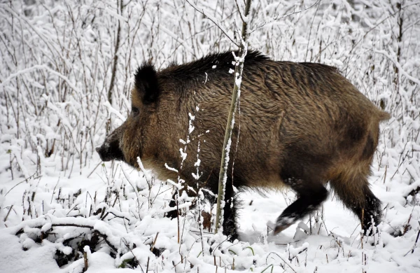Āfrikas cūku mēris pagājušajā nedēļā konstatēts 29 mežacūkām