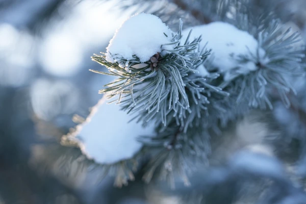 Trešdien vietām veidosies divus līdz četrus centimetrus bieza sniega sega