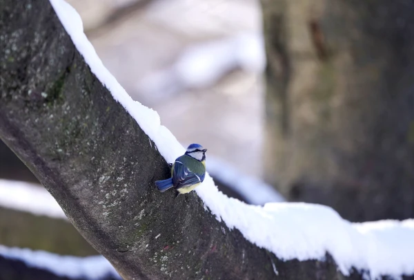 Sestdien spīdēs saule un dažviet īslaicīgi sniegs