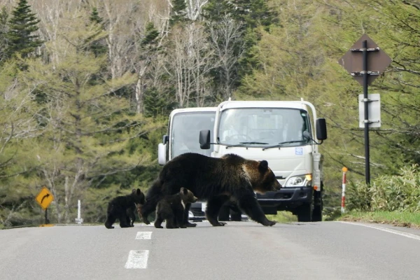 Japānā policistiem pret lāčiem ļauj izmantot šautenes