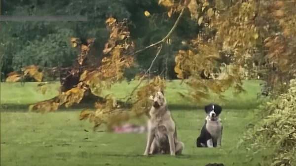 Saeimas komisijā spriedīs par policijas atbildību saistībā ar suņu nošaušanu Bauskas novadā