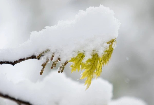 Jaunās nedēļas sākumā Latvijā sāks ieplūst aukstāka gaisa masa no ziemeļiem