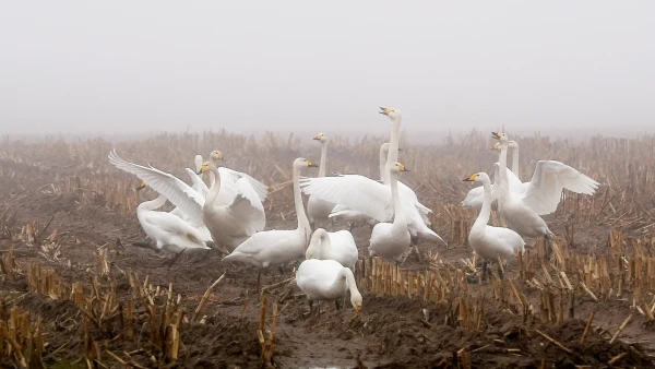 Augsti patogēnā putnu gripa konstatēta trim mirušiem gulbjiem