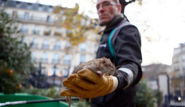 Они же такие милые, у них есть усики.