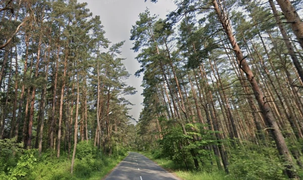 Veloceliņa izbūvei Jūrmalā plāno izcirst 60 kokus gar Lielo prospektu