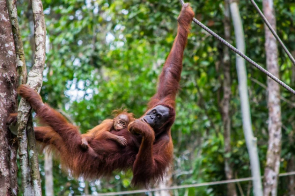 Kā orangutāni nodod mājdzīvniekiem ligzdošanas mākslu