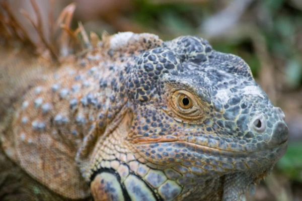 Biologi par sugu izzušanas tempu: satraukums bez panikas
