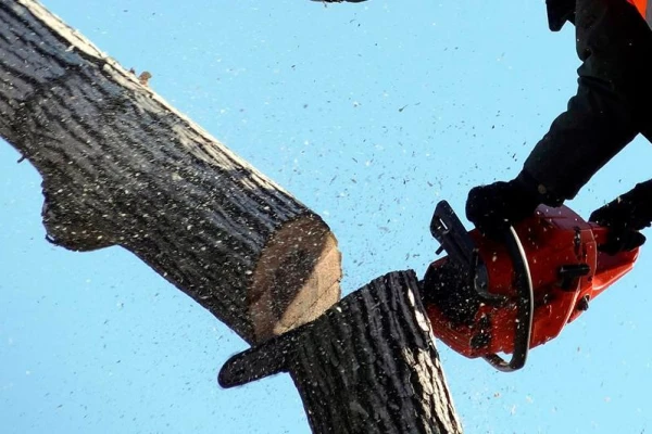 Un no kurienes ņemt naudu? Kritizēts Latvijas varas iestāžu vēlme cirst jaunas koku
