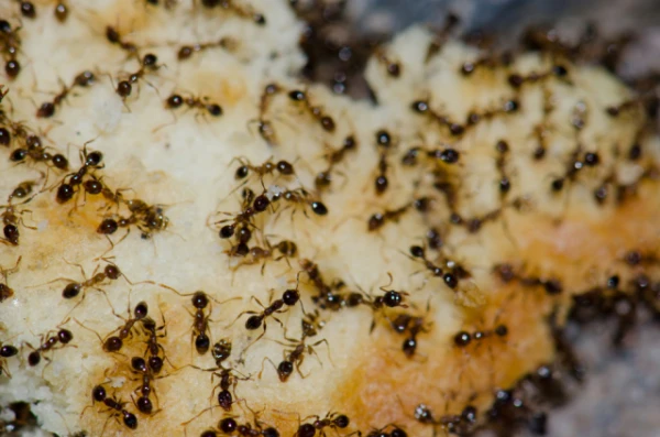 Murmuru biomasas pārsniedz visu savvaļas putnu un zīdītāju masu
