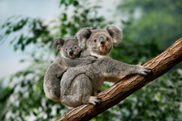 Pirmajā pasaulē vakcīna aizsargās austrāliešu koalas no hlamīdijām