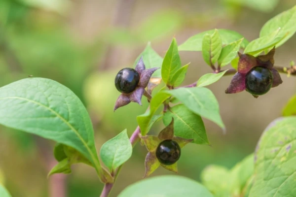 Belladonna: nāvējošs inde un glābjošs medikaments