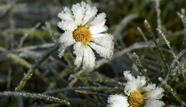 Uz Latviju nāk vieglas sals. Kad?