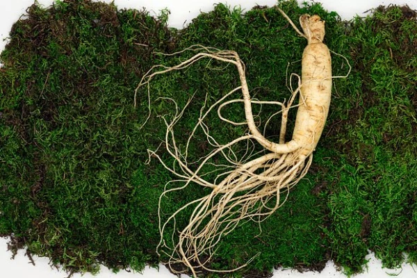 Atklāts augs ar pārsteidzošu pretvēža efektu