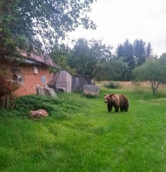 Nofotografēts lācis, kas ienācis pagalmā mājā Rēzeknes novadā