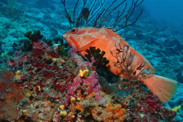 Zivju miegs: atklājums, kas maina izpratni par miega evolūciju