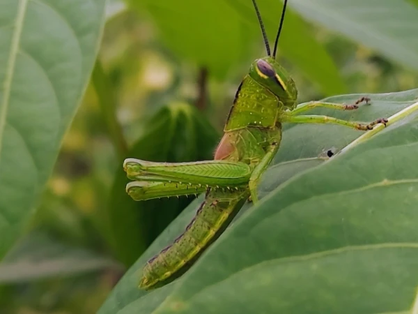 Kādas atšķirības ir starp zāļu kukaiņiem un cīkstoņiem?