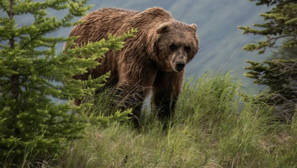 Atrasts lāča-gladiatora galvaskauss