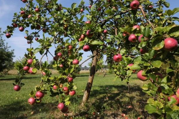 Sestdien būtiski nokrišņi nav gaidāmi