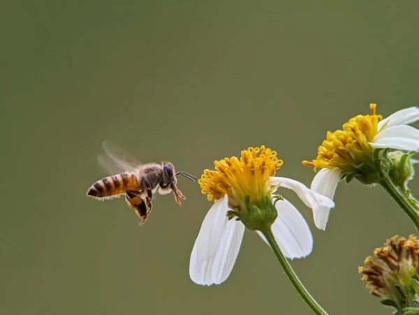 Sarkanās bites 2010. gadā: neparasts cilvēka ietekmes piemērs uz dabu