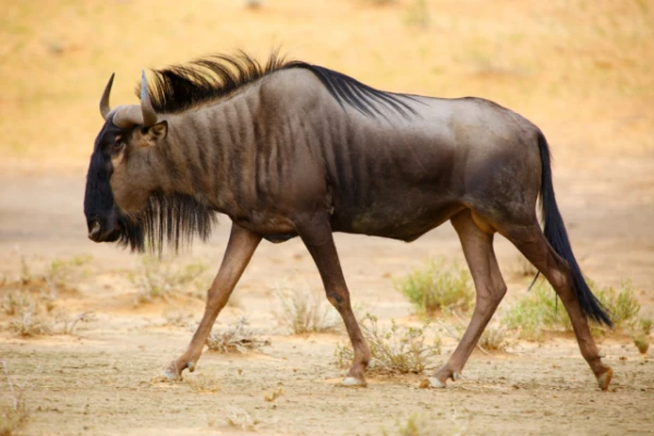 Āfrikā strauji samazinās gnu antilopu skaits