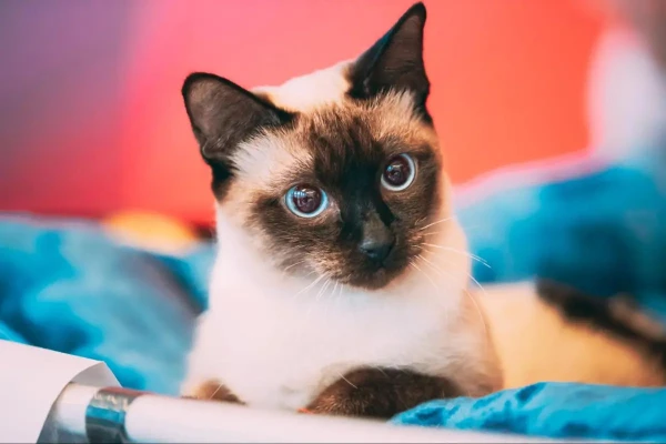 Veterinārsts izskaidroja, vai kaķi var sajust cilvēku slimības