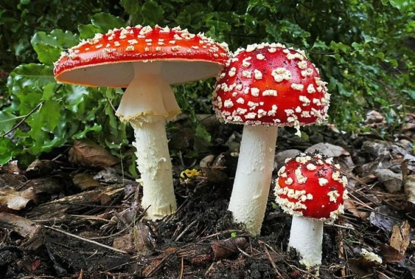 Terapeite pastāstīja par mušmires pašārstēšanās bīstamību