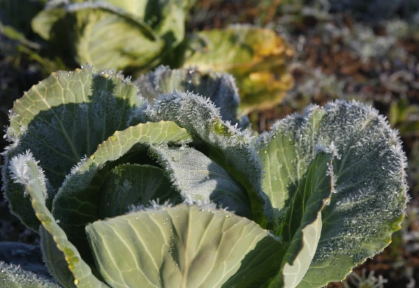 Septembra atvadu dāvana: saule un pirmā rudens salna