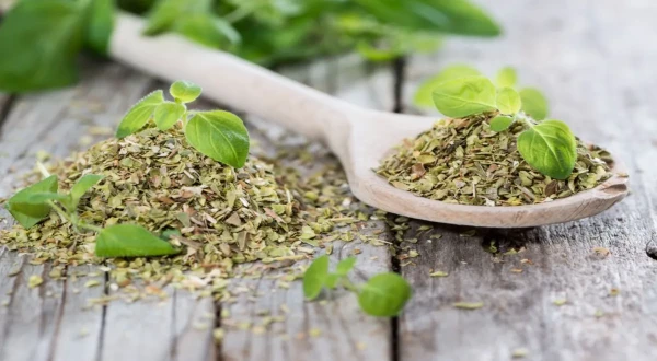4 superspējas oregano: ieguvumi pierādīti zinātnieku