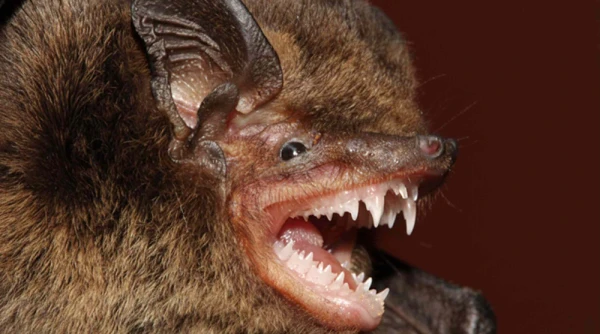 Zinātnieki atklājuši unikālu sikspārņu sugu ar «brillēm»